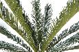 Palmier artificiel Cycas géant XL - plante d'intérieur - H.200cm vert