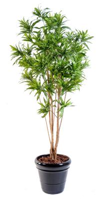 Plante artificielle Dracaena Buisson Reflexa - décoration d'intérieur - H.160cm