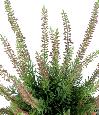 Plante artificielle Fleurie Bruyère plastique en piquet - intérieur extérieur - H.30cm cerise