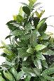Plante artificielle Laurier Nobilis cône large - feuillage UV résistant - H.130cm