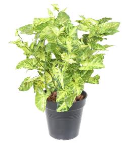 Plante artificielle Syngonium en piquet - feuillage pour intérieur - H.40cm panaché