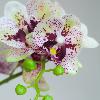Fleur à la tige Orchidée artificielle - haute qualité - H.84cm