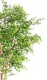 Arbre artificiel Acacia 5 troncs - plante d'intérieur - H.210cm vert