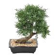 Bonsaï Juniperus artificiel en coupe - plante synthétique intérieur - H.55cm