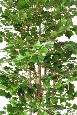 Arbre artificiel Ginkgo biloba - plante synthétique d'intérieur - H.180cm
