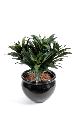 Feuillage artificiel Dracaena Fragans - plante en piquet - H.53cm vert