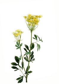 Fleur artificielle Ammi Majus fleur d'évêque - composition bouquet - H. 75cm jaune