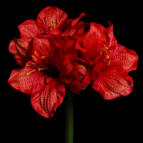Fleur artificielle tige d'Amaryllis - création composition florale - H.90cm rouge
