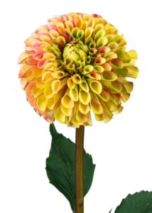 Fleur artificielle tige de Dahlia - composition florale - H.96cm jaune