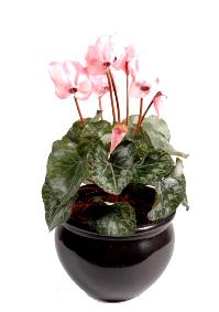 Fleurs artificielles Cyclamen - plante en piquet - H.32 cm rose clair
