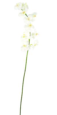 Orchidée artificielle Phalaenopsis 10 fleurs - création bouquet - H.160 cm blanc