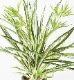 Plante artificielle Chlorophytum en piquet - déco d'intérieur - H.65cm vert blanc