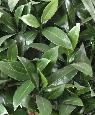Plante artificielle Laurier boule Nobilis - feuillage UV résistant - H.70cm
