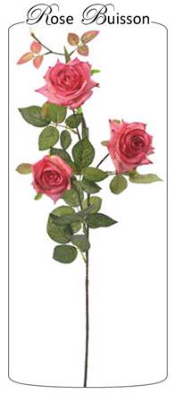 Roses fuchsia en buisson 95cm