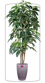 Plante artificielle tropicale Schefflera Amata - intérieur - H.210cm