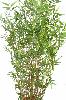 Bambou artificiel Oriental 11 cannes fines - plante d'intérieur - H.190cm