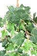 Feuillage artificiel chute de Lierre Hollandais - 118 feuilles artificielles - H.60cm vert blanc