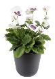 Fleur artificielle Pensée - plante d'intérieur en piquet - H.26cm blanc lavande