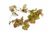Guirlande artificielle de vigne automne 34 feuilles - intérieur - H.118cm vert rouge