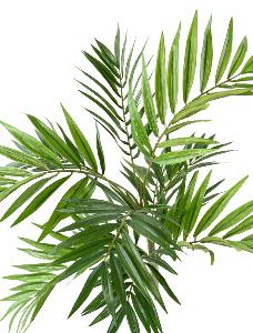 Palmier artificiel Chamaeodorea 196 feuilles en piquet - intérieur - H.50cm