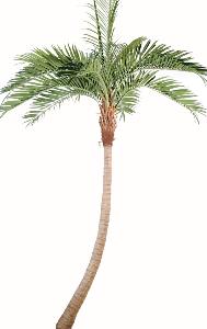 Palmier coconut courbe new - plante artificielle d'intérieur - H.270cm