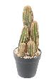 Plante artificielle Cactus Finger 5 troncs - Plante pour intérieur - H.28cm vert