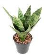 Plante artificielle Sansevieria piquet - succulente pour intérieur - H.35cm vert clair