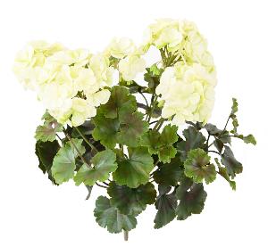Plante artificielle fleurie Géranium UV 6 têtes - intérieur extérieur - H.35cm blanc