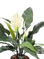 Plante artificielle fleurie Spathiphyllum en pot - intérieur - H.53 cm