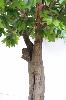 Arbre forestier artificiel Platane arbre - décoration pour intérieur - H.350cm