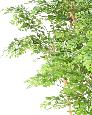 Arbre artificiel Acacia 5 troncs - plante d'intérieur - H.150cm vert