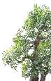 Bonsaï Aralia arbre miniature en coupe - plante synthétique intérieur - H.80cm