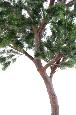 Arbre artificiel forestier Pin Autriche large - arbre méditerranéen intérieur - H.260cm