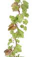 Branche artificielle de vigne 40 feuilles - intérieure - H.150cm vert marron