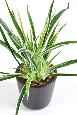 Feuillage artificiel Dracaena 4 touffes - plante en piquet - H.40cm panaché