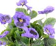 Fleur artificielle Pensée - plante d'intérieur en piquet - H.26cm violet