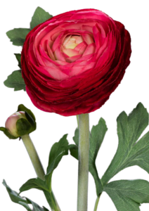 Fleur artificielle tige de Renoncule - création de bouquet - H.57cm rouge