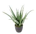 Plante artificielle Aloe vera en pot - plante pour intérieur - H.70cm vert