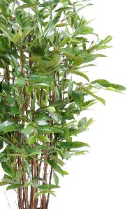 Plante artificielle Dracaena Surculosa - décoration d'intérieur - H.120cm vert