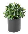 Plante artificielle Laurier boule Nobilis - feuillage UV résistant - H.50cm