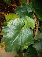 Guirlande artificielle de vigne 34 feuilles - décoration intérieure - H.118cm vert