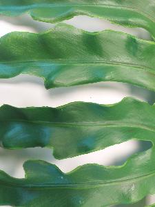 Feuille artificielle de Monstera - décoration d'intérieur - H.117cm vert