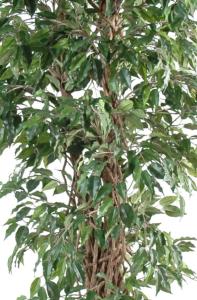 Arbre artificiel Ficus lianes petites feuilles - plante d'intérieur - H.210cm vert
