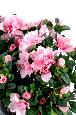 Fleur artificielle Azalée en piquet - intérieur - H.35cm rose