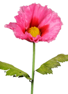 Fleur artificielle XXL pavot géant - décoration d'intérieur - H.135cm rose