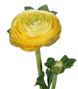 Fleur artificielle tige de Renoncule - création de bouquet - H.57cm jaune