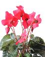 Fleurs artificielles Cyclamen - plante en piquet - H.32 cm fuchsia