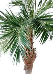 Palmier artificiel Majesty - arbre tropical luxe - H.320cm vert
