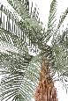 Palmier artificiel Phoenix tronc large - arbre pour extérieur - H.340cm vert