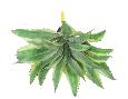 Plante artificielle Aloe en piquet - cactus artificiel intérieur - H.27cm vert jaune